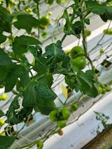 이름 없음님의 토마토·병해충상담 작성글 사진