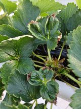 이름 없음님의 딸기·병해충상담 작성글 사진