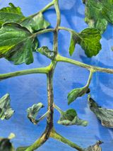 농사꾼님의 토마토·병해충상담 작성글 사진