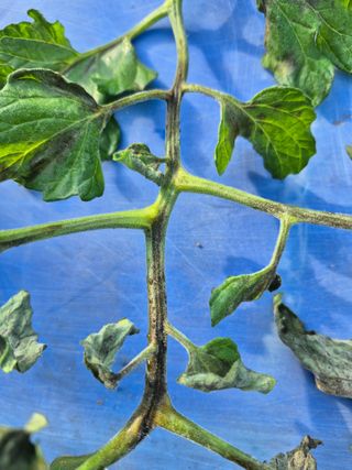 농사꾼님의 토마토 · 병해충상담 작성글 사진