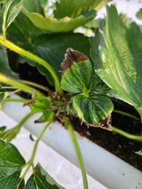 이름 없음님의 딸기·병해충상담 작성글 사진