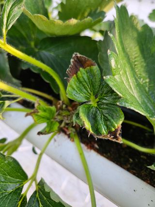 이름 없음님의 딸기 · 병해충상담 작성글 사진