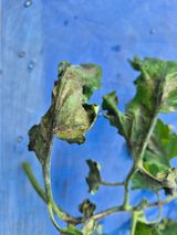 농사꾼님의 토마토·병해충상담 작성글 사진