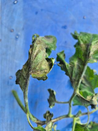 농사꾼님의 토마토 · 병해충상담 작성글 사진