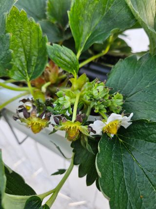 이름 없음님의 딸기·병해충상담 작성글 사진