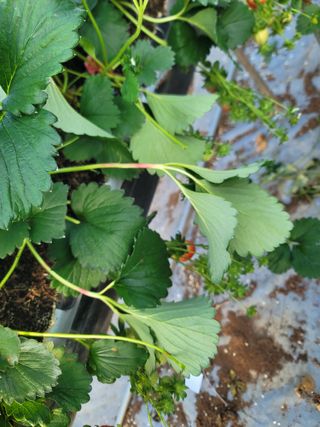 권기열님의 딸기 · 병해충상담 작성글 사진