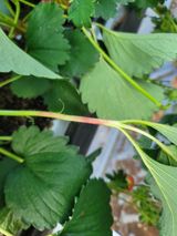 권기열님의 딸기·병해충상담 작성글 사진