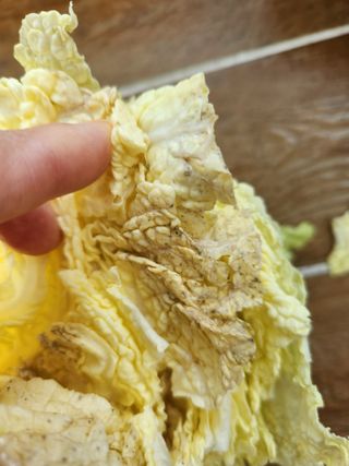 텃밭입문님의 배추 · 병해충상담 작성글 사진