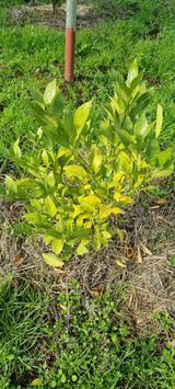 오동환님의 귤·병해충상담 작성글 사진