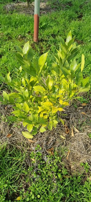 오동환님의 귤 · 병해충상담 작성글 사진