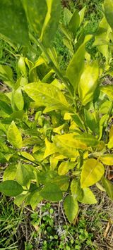 오동환님의 귤·병해충상담 작성글 사진