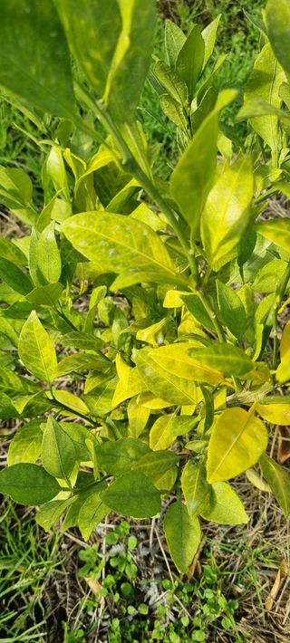 오동환님의 귤 · 병해충상담 작성글 사진