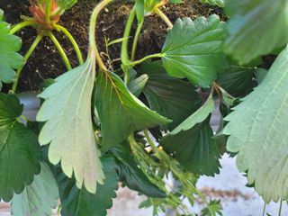 권기열님의 딸기 · 병해충상담 작성글 사진