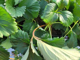 권기열님의 딸기 · 병해충상담 작성글 사진