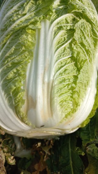 뚱단지님의 배추 · 병해충상담 작성글 사진