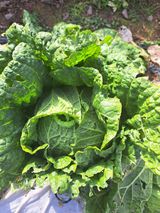 정자형님의 배추·병해충상담 작성글 사진