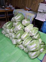 정자형님의 배추·병해충상담 작성글 사진