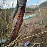 김정우님의 복숭아·병해충상담 작성글 사진