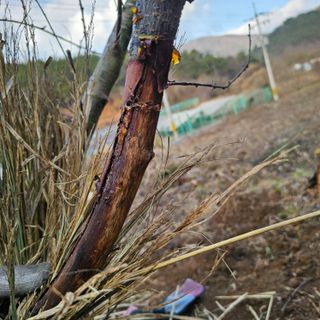 김정우님의 복숭아 · 병해충상담 작성글 사진