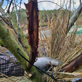 김정우님의 복숭아 · 병해충상담 작성글 사진