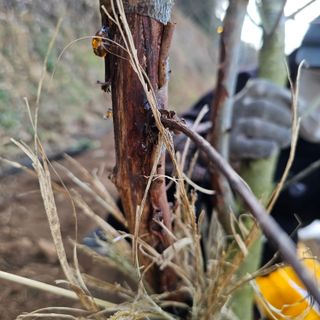 김정우님의 복숭아 · 병해충상담 작성글 사진