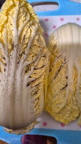 팜모닝 배추·병해충상담 게시글 이미지