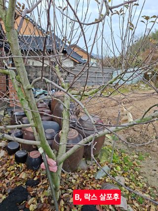 김중언님의 사과 · 병해충상담 작성글 사진