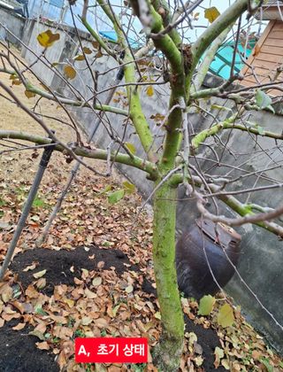 김중언님의 사과·병해충상담 작성글 사진