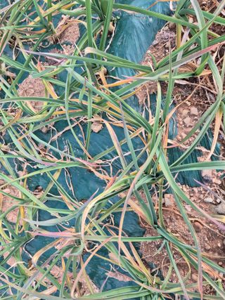 류이수님의 마늘 · 병해충상담 작성글 사진