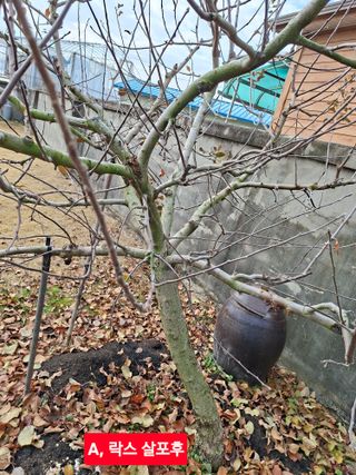 김중언님의 사과 · 병해충상담 작성글 사진