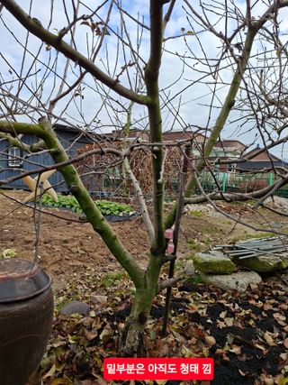 김중언님의 사과 · 병해충상담 작성글 사진