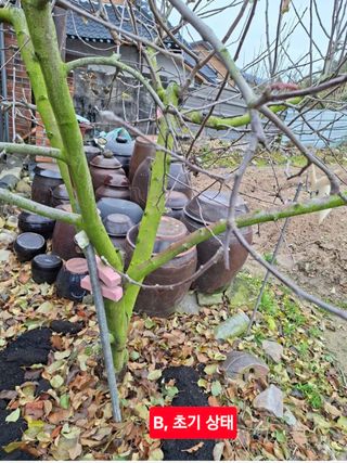 김중언님의 사과 · 병해충상담 작성글 사진