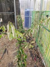 박세인님의 귤·병해충상담 작성글 사진