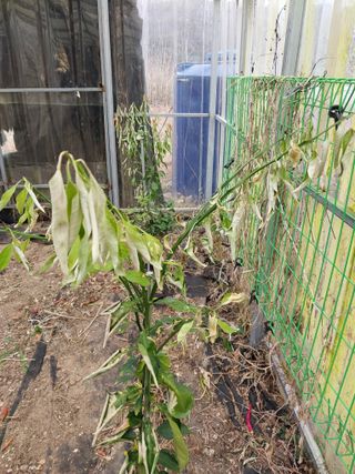 박세인님의 귤 · 병해충상담 작성글 사진