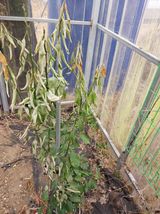 박세인님의 귤·병해충상담 작성글 사진