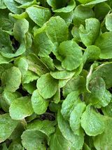 팜모닝 배추·병해충상담 게시글 이미지