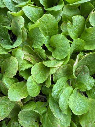 청년님의 배추 · 병해충상담 작성글 사진