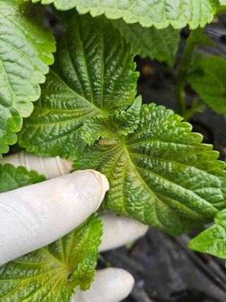 원효선님의 기타작물 · 병해충상담 작성글 사진