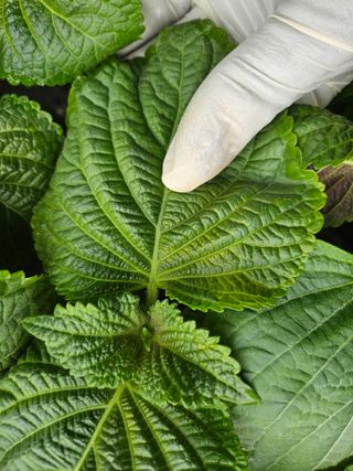 원효선님의 기타작물 · 병해충상담 작성글 사진