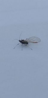 최용암님의 마늘·병해충상담 작성글 사진