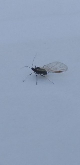 최용암님의 마늘 · 병해충상담 작성글 사진