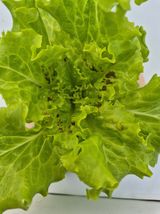 이지형님님의 상추·병해충상담 작성글 사진