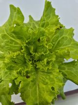 이지형님님의 상추·병해충상담 작성글 사진