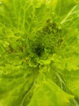 팜모닝 상추·병해충상담 게시글 이미지