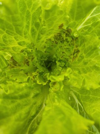 이지형님님의 상추 · 병해충상담 작성글 사진