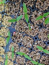 경기용인 김종구님의 고추·병해충상담 작성글 사진