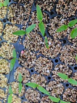 경기용인 김종구님의 고추 · 병해충상담 작성글 사진