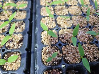 경기용인 김종구님의 고추 · 병해충상담 작성글 사진