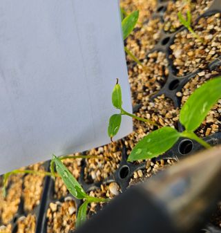 경기용인 김종구님의 고추 · 병해충상담 작성글 사진