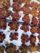 팜모닝 상추·병해충상담 게시글 이미지